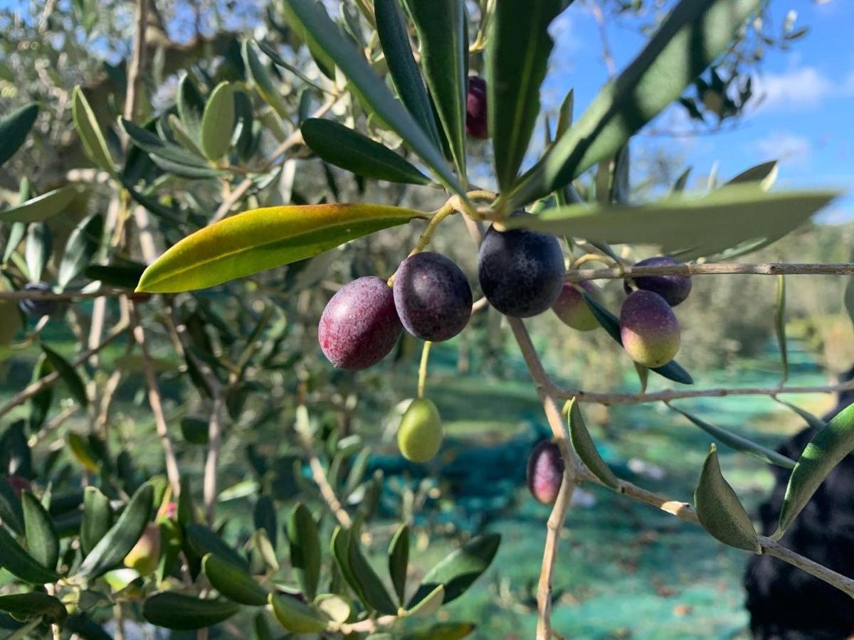 Commuoversi Ssa - Azienda Agricola Ξενοδοχείο Usigliano Εξωτερικό φωτογραφία